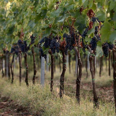 Agriturismo Casagrande Montepulciano Ngoại thất bức ảnh