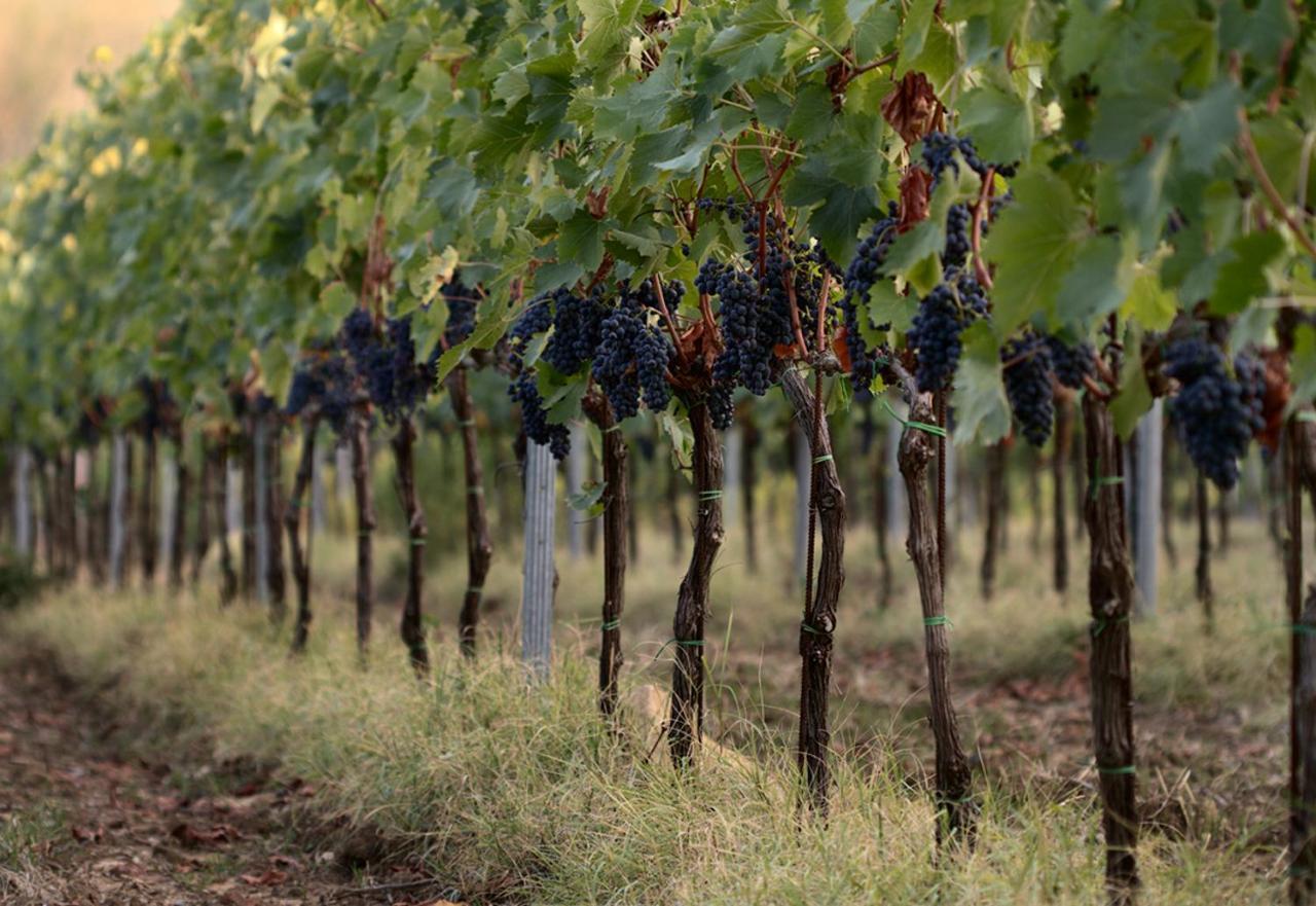 Agriturismo Casagrande Montepulciano Ngoại thất bức ảnh